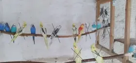Korely, andulky, pap. zpěvavý - prodám