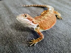 Agama vousatá