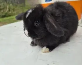 Minilop