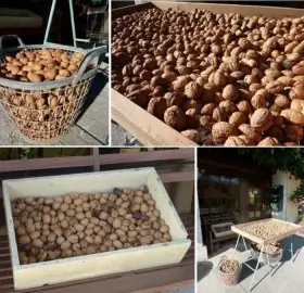 Prodám letošní vlašské ořechy neloupané