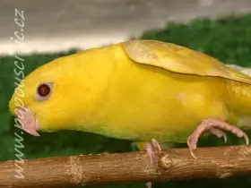 Aymara pruhovaný