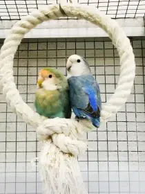 Agapornis růžohrdlý pár