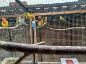 Agapornis fischeri