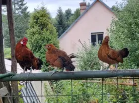 Liliputky slepičky-bantamky