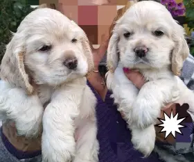 Americký kokršpaněl - štěňata / american cocker spaniel
