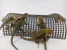 Leguánek obojkový Crotaphytus collaris wichita
