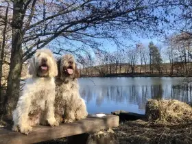 Italský spinone
