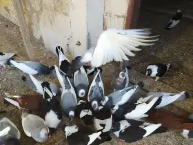 Český Stavák Modrý Sedlaty