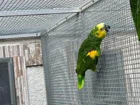 Amazoňan modročelý xanthopteryx