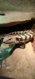 Tiliqua gigas halmahera