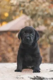 Štěňátko labradora s PP