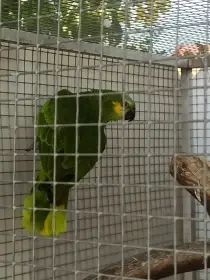 Amazoňan modročelý letošní