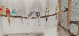 Korely
