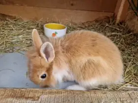 Zakrslý králík