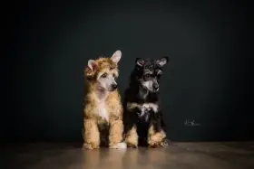 Nabízíme k prodeji  2 volné štěňátka s PP