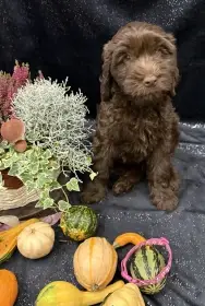 Štěňata francouzského psa Barbet