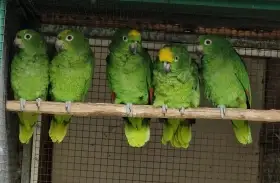 Amazoňan žlutohlavý surinamský