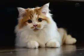 Britský dlouhosrstý kocourek PP