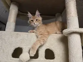 Mainská mývalí koťata s rodokmemem