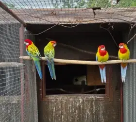 Rosela Golden Mantel