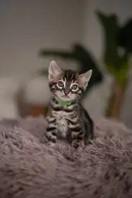 Bengálský charcoal kocourek s PP