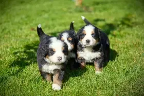 Štěňata, typ bernský salašnický pes