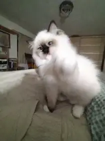 Kočička Charlott s PP