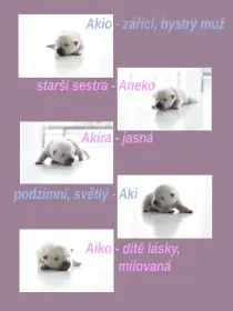 Kishu Inu štěňata s PP FCI