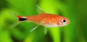 Axelrodie kolumbijská