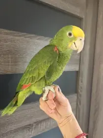 Predám amazoňan oratrix samček