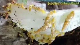 Šneci, stínky, strašilky