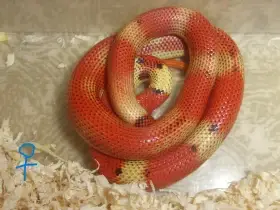 Korálovky L. stuarti