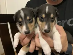 Krátkosrstá kolie s PP - 2 volní pejsci