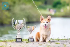 Štěňata welsh corgi pembroke