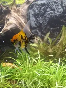 Levně prodám akvarijní rybky