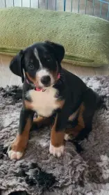 Appenzellský salašnický pes