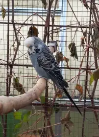 Andulky, chovné páry