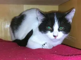 Kočička Esterka hledá nový domov