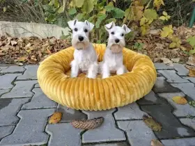 Knírač malý bílý - štěňátka s PP - fenky