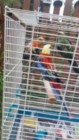 Rosela žlutohlavá opalín