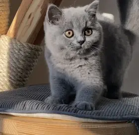 Britská koťátka s PP