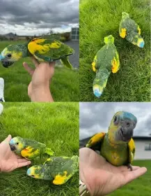 Amazoňan modročelý xanthopteryx