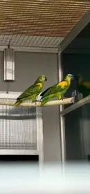 samice 23 s chovným samcem