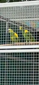 samice po přepeření