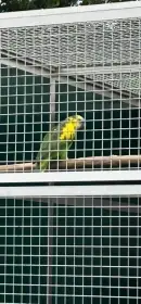 samice po přepeření