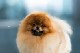  Pomeranian s PP FCI – dva černí pejsci