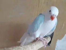 Princeska albino - 1,0, kroužek 24