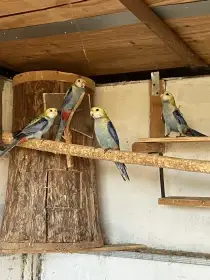 Prodám roselu žlutohlavou