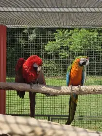 Kupuji velké papoušky.