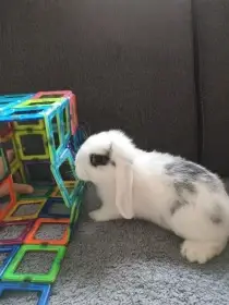 Zakrslý králík beránek bílý s černými znaky - kluk